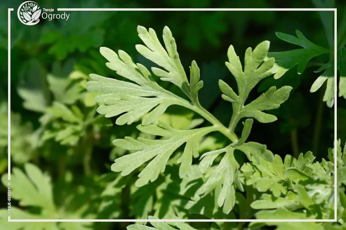 Bylica piołun - Artemisia absinthium