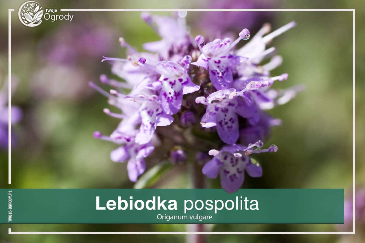 Lebiodka pospolita - Origanum vulgare