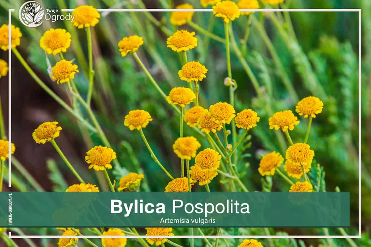 Bylica - Artemisia